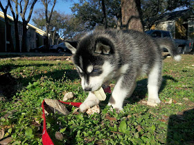Cute dogs - part 3 (50 pics), husky puppy bites a leaf