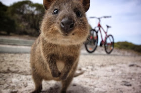 Quokka