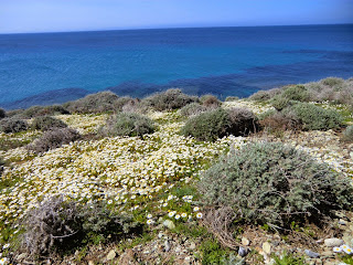 Spring flowers in Cap Corse