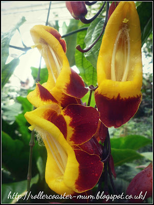 the Glasshouse RHS Wisley