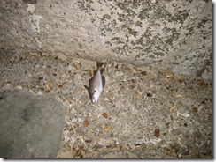 IMG_0684 IMG_0684
