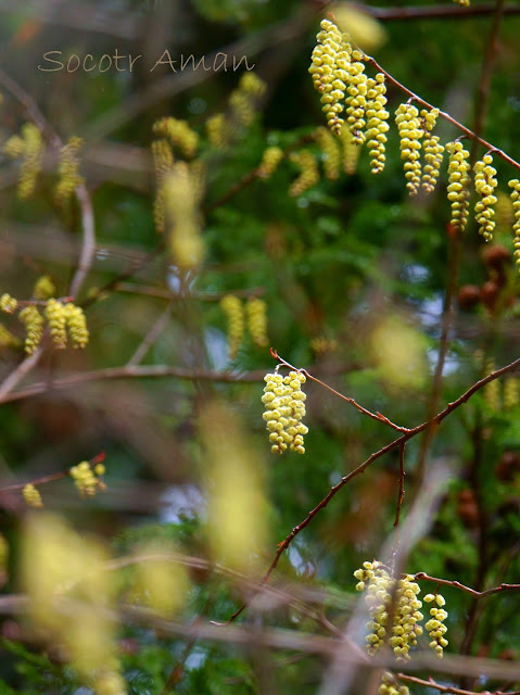 Stachyurus praecox