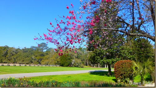 Magnolia Plantation_010