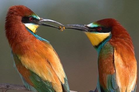 lindungi,sayangi burung jalak bali burung cendrawasih t