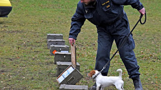 treinamento de cães de resgate