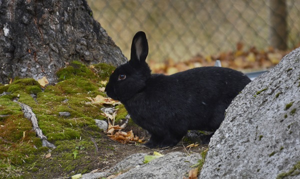 bjørneparken flå kanin