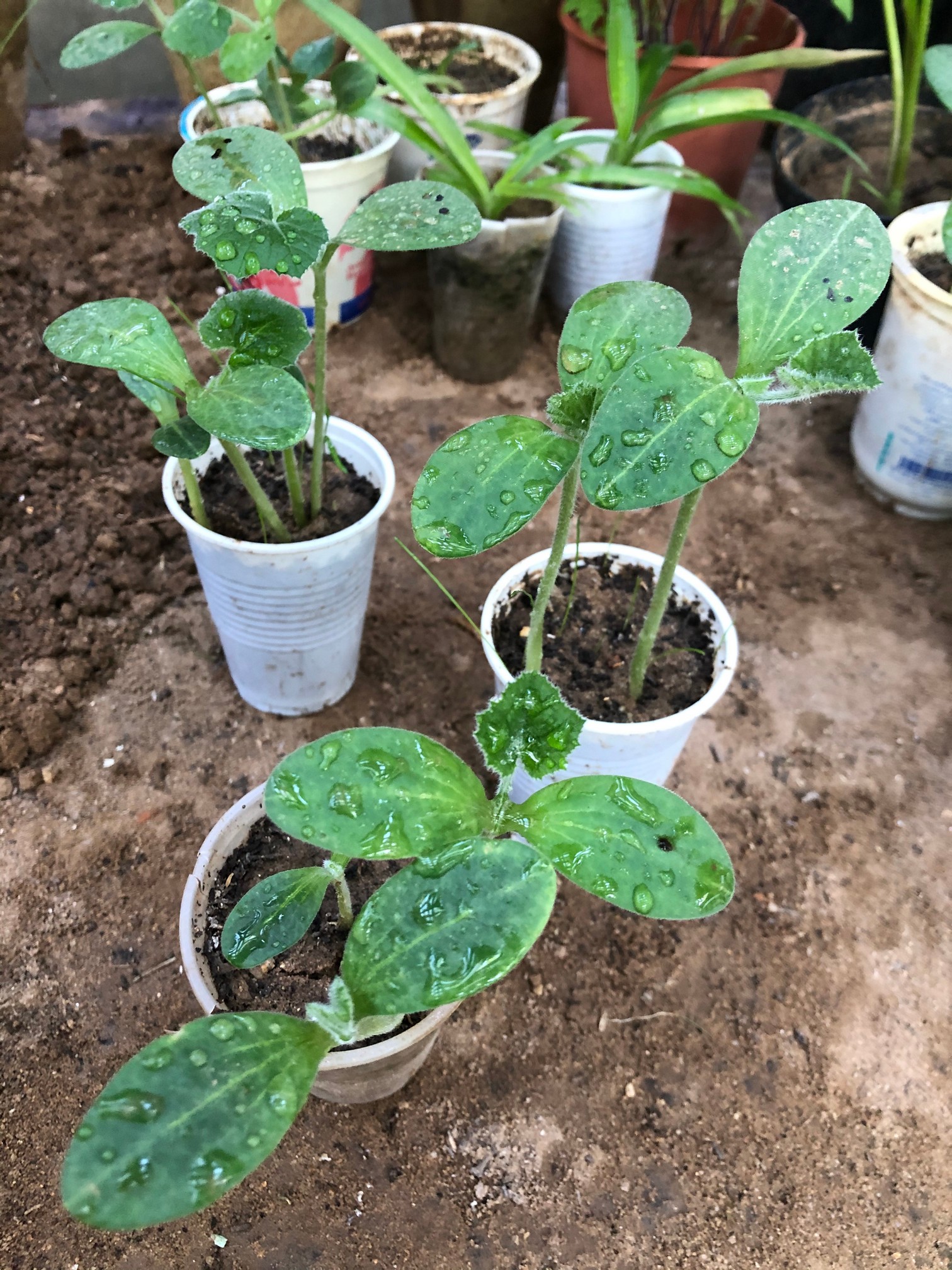 Thinning zucchini seedlings allows the remaining plants to access essential resources such as sunlight, water, and nutrients without competition. This process reduces overcrowding, enhances airflow, and minimizes the risk of disease, ultimately contributing to stronger, more productive plants.