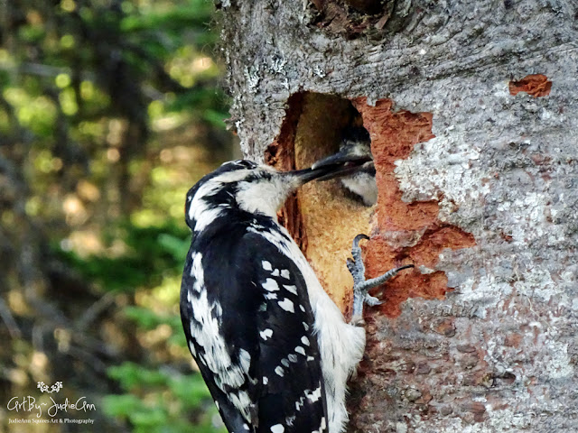 Hairy Woodpeckers Feeding Young 5 Photos + Video