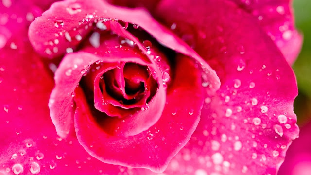 3D Water Drop On Pink Rose HD Wallpaper Free