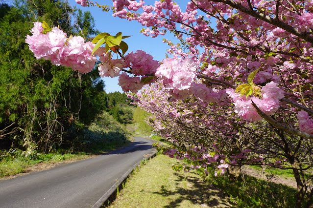 別所川渓流植物園　ヤエザクラ（八重桜）