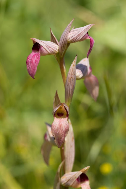 Greater Tongue Orchid - Tiptree, Essex