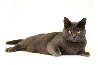 British Shorthair cat pets huisdieren animaux de compagnie Haustiere animais Animale de companie animales domesticos husdjur Evcil Hayvan anifeiliaid anwes domace zvali binatang kesayangan augintiniai animali domestici peatai bet kay lemmikit mga alagang hayop domaci zvirata kucni ljubimci animals domestics maskotak binatang peliharaanpuss pussy pussycat grimalkin kat mace pisik kotka gat macka kocka kass pusa kissa gato katze macska kottur kakis kate qattus kot pisica macka katt kedi con meo kucing