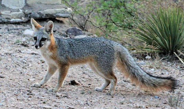 Grey Fox