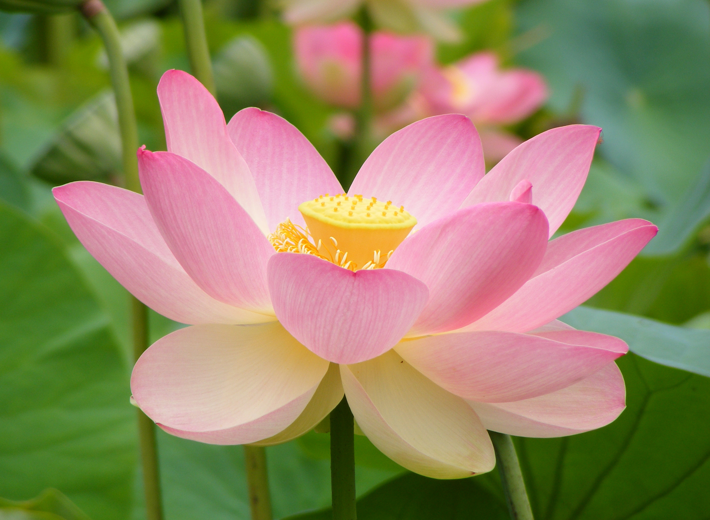 পদ্ম ফুলের ছবি, পিকচার ডাউনলোড - Lotus flower NeotericIT.com