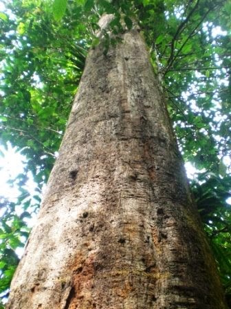 Gambaran Umum Pohon Ulin  dan Penjelasannya