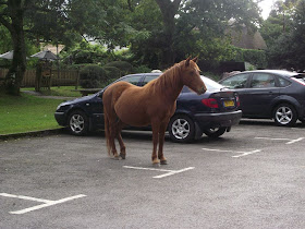 funny animals, animal pictures, horse in parking lot