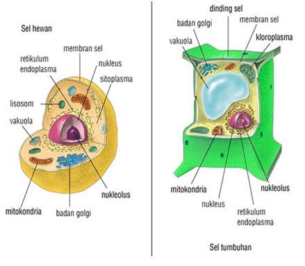 ALAM Sel  Hewan  dan Sel  Tumbuhan 