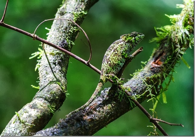 Chameleon