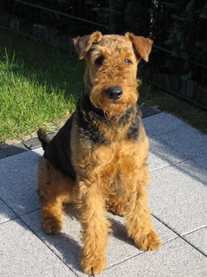 airedale terrier dog lovers