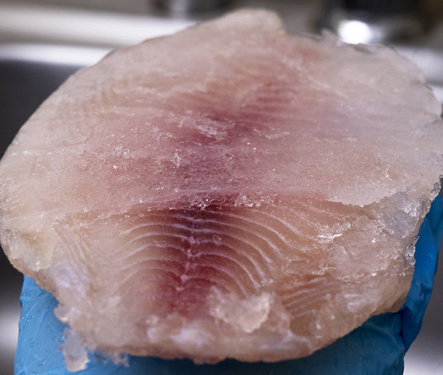 Oceana revela fraude en el pescado congelado