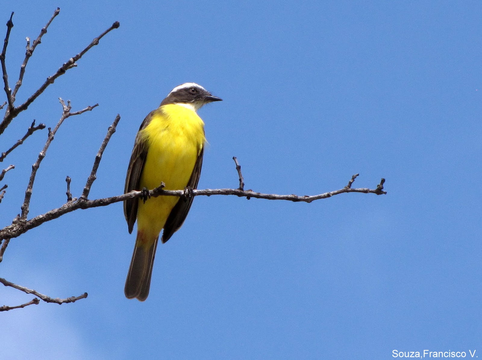 Fauna E Flora Do Rn Bentevizinho De Penacho Vermelho Myiozetetes Similis Spix 15