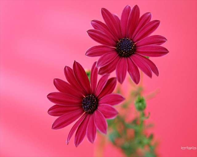 Flowers Wallpapers3