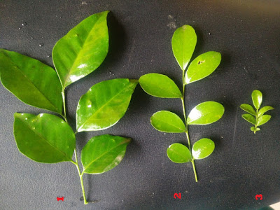 Pohon Kemuning (Murraya paniculata)