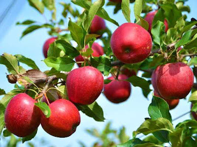 Cara Menanam Apel Dari Biji Agar Berbuah Cepat Dan Lebat Produktif Sepanjang Tahun