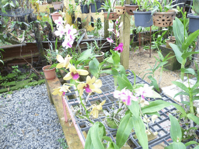 15+ Cara Tanam Bunga Orkid, Terpopuler!