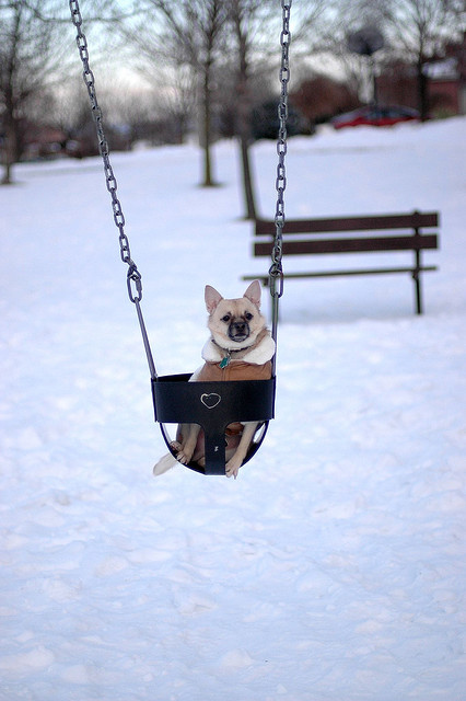 Funny And Cute Swinging Dogs