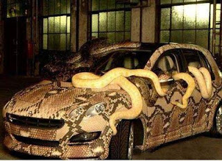 Freaky Snakes Car