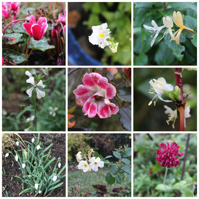 A collage of 9 flowers in my garden, December 2015