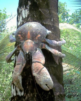 Coconut crab - 16 Pics+Video Seen On www.coolpicturegallery.net