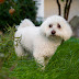 Beni and the Pomegranate Tree