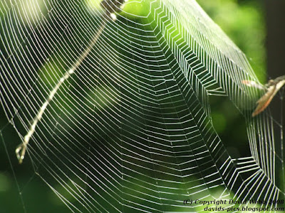 Spider Web close up in the Morning Sunlight