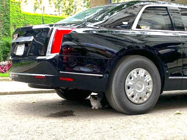 Larry the Cat underneath President Trump's car