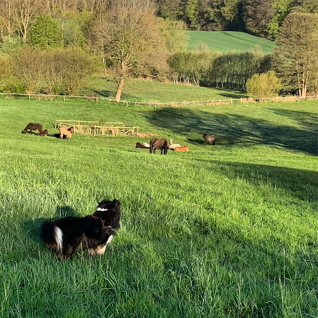 unser Hund vor der Stutenherde auf der hügeligen Weide in der Morgensonne