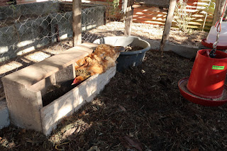 brahma hens in Puriscal