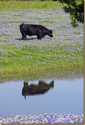 Cow in bluebonnets 2012