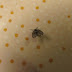 Vocês conhecem os mosquitos do banheiro? Quem são eles e são perigosos?