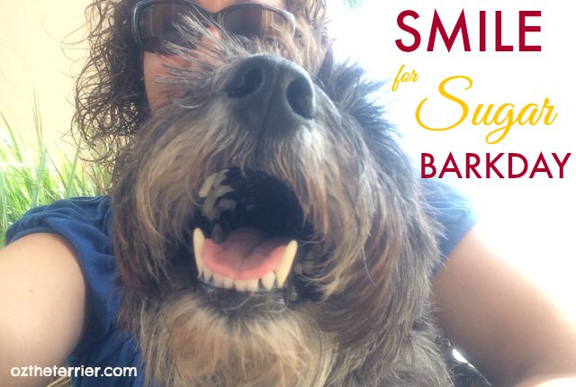 Oz the Terrier shares his smile for his friend Sugar's 14th borthday SMILE blog hop