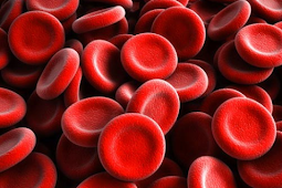 3 fungsi hemoglobin dalam sel darah merah