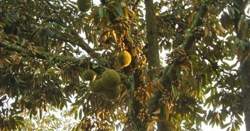 Pemeliharaan Tanaman Durian dari Hama dan Penyakit Info 