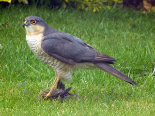 Sparrowhawk Kill