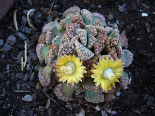 flower of the titanopsis