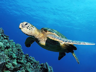 черепаха плывет в воде