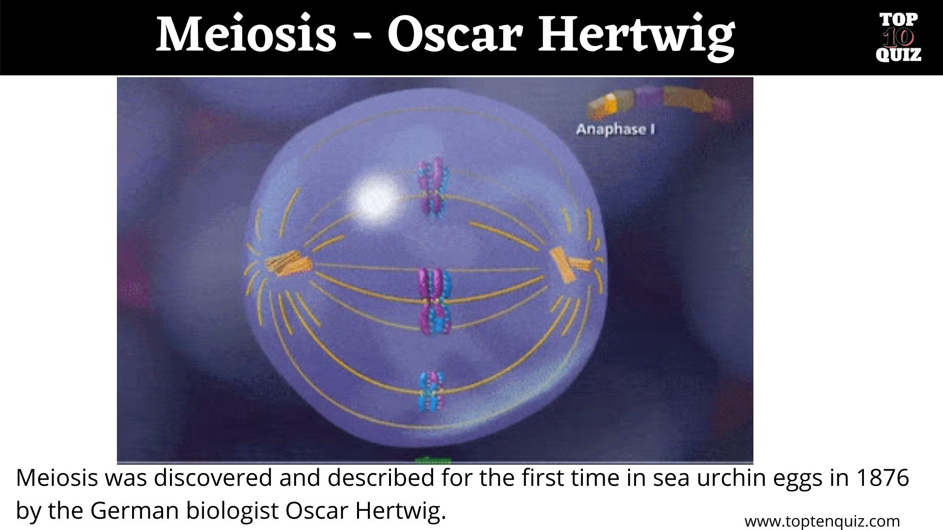 Meiosis