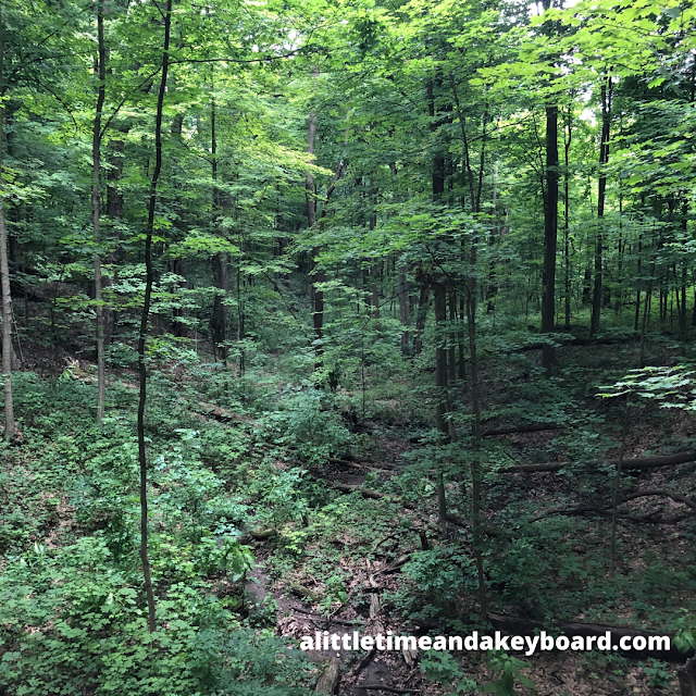 The dense forest and ravine system at Tekakwitha Woods transports hikers away for the day.
