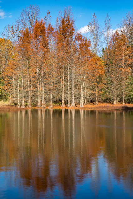 Trout Pond, Lake Bob Sandlin State Park