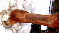 Check Ligament Injury In Horses